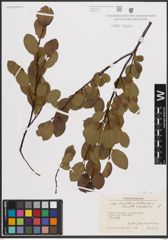 Foto von Salix L.